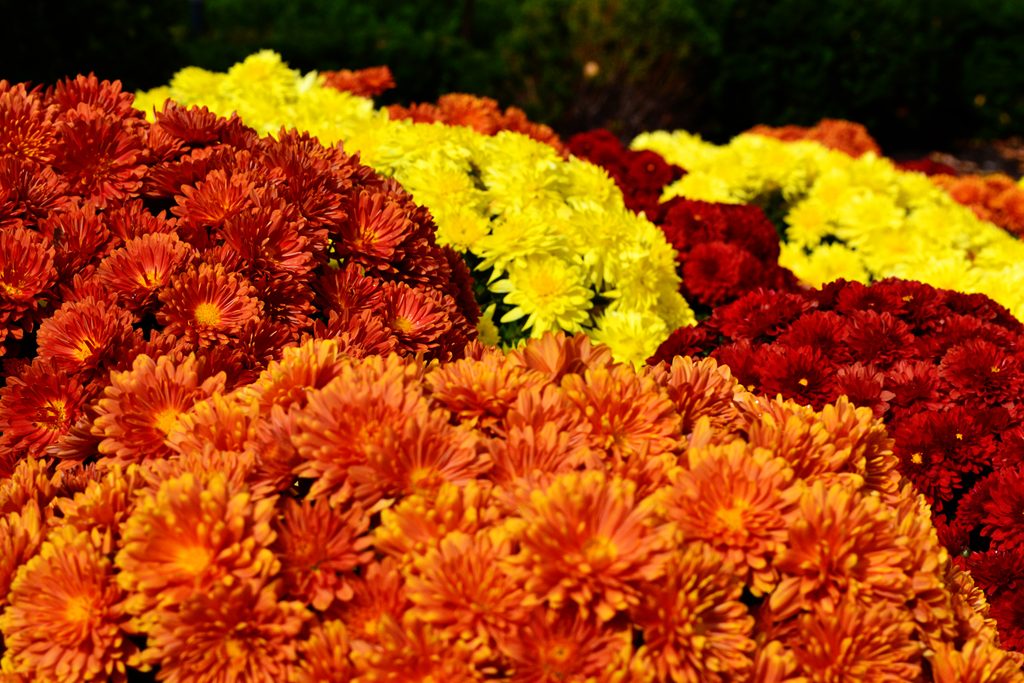 This image has an empty alt attribute; its file name is DSC_0094-1024x683.jpg